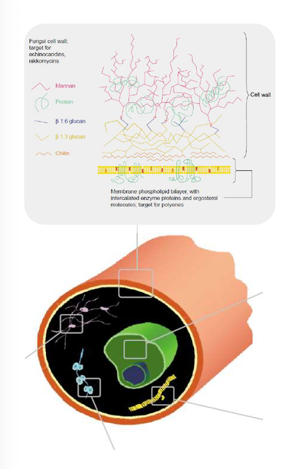 - natural cyclic lipopeptides (Caspofungin, Micafungin, Anidulafungin)
- inhibit B-glucan synthase
- B glucan synthase is an enzyme responsible for the biosynthesis of beta-glucan polysaccharides that are constituents of the fungal cell wall