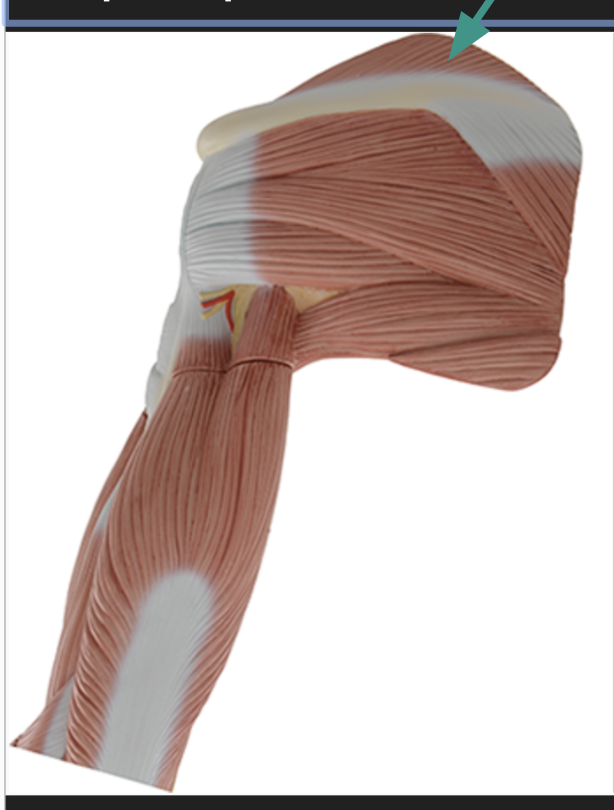 <p>identify + state origin, insertion, action, innervation of marked structure</p>