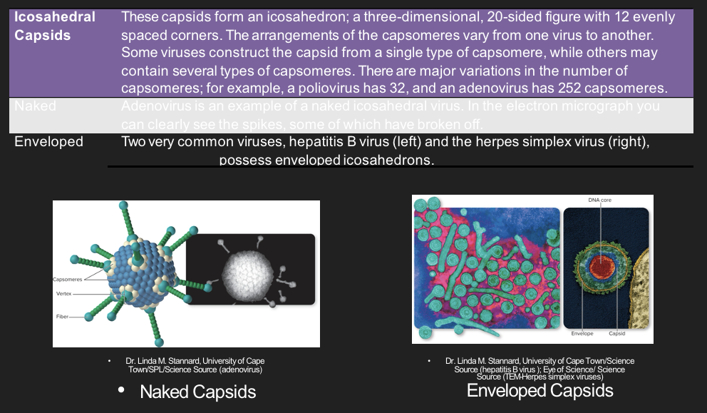<ol><li><p>a capsid with 20 identical triagnular faces and 12 corners, forming a roughly spherical shape</p></li><li><p>provides maximum internal volume with minimal protein</p></li><li><p>found in many DNA viruses (e.g., adenovirus, poliovirus)</p></li></ol><p></p>