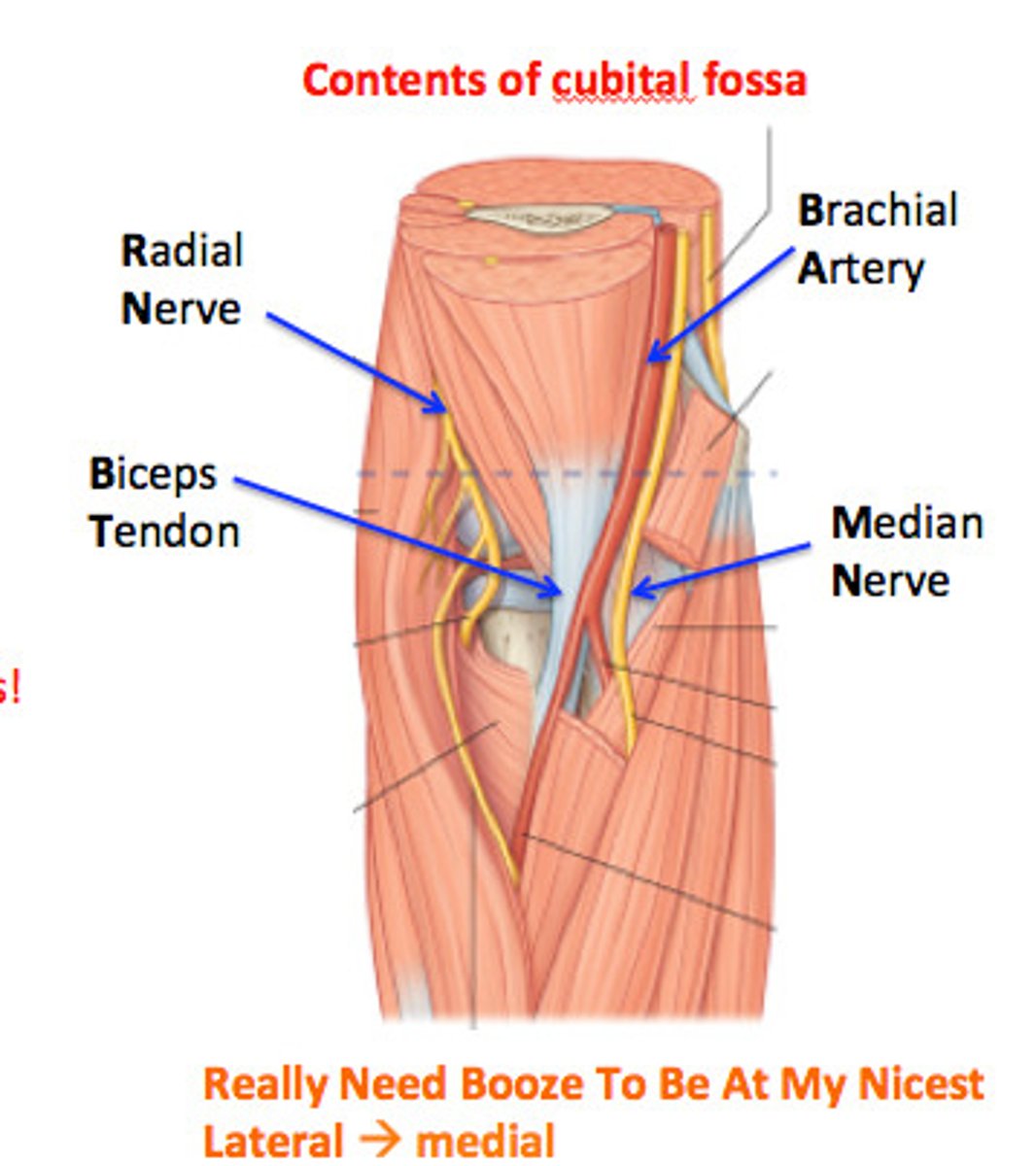 <p>From medial to lateral: </p><p>- Median nerve</p><p>- Bifurcation of brachial artery into ulnar/radial</p><p>- Tendon of biceps muscle</p><p>- Radial nerve and its deep branch</p>