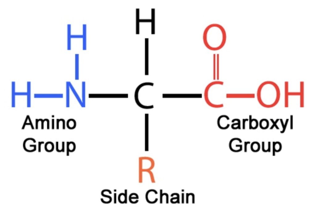 <p>organic compound containing both an amino (-NH2) group and a carboxyl (-COOH) group; examples; glycine (C2H5NO2), alanine (<span>C3H7NO2)</span></p>