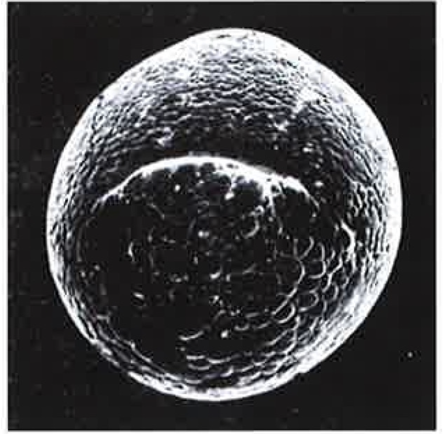 <p>début ou fin de la gastrulation ?</p>