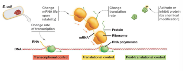 <p>Levels of Gene Control</p><ul><li><p>What is “gene expression” related to?</p></li></ul><p></p>