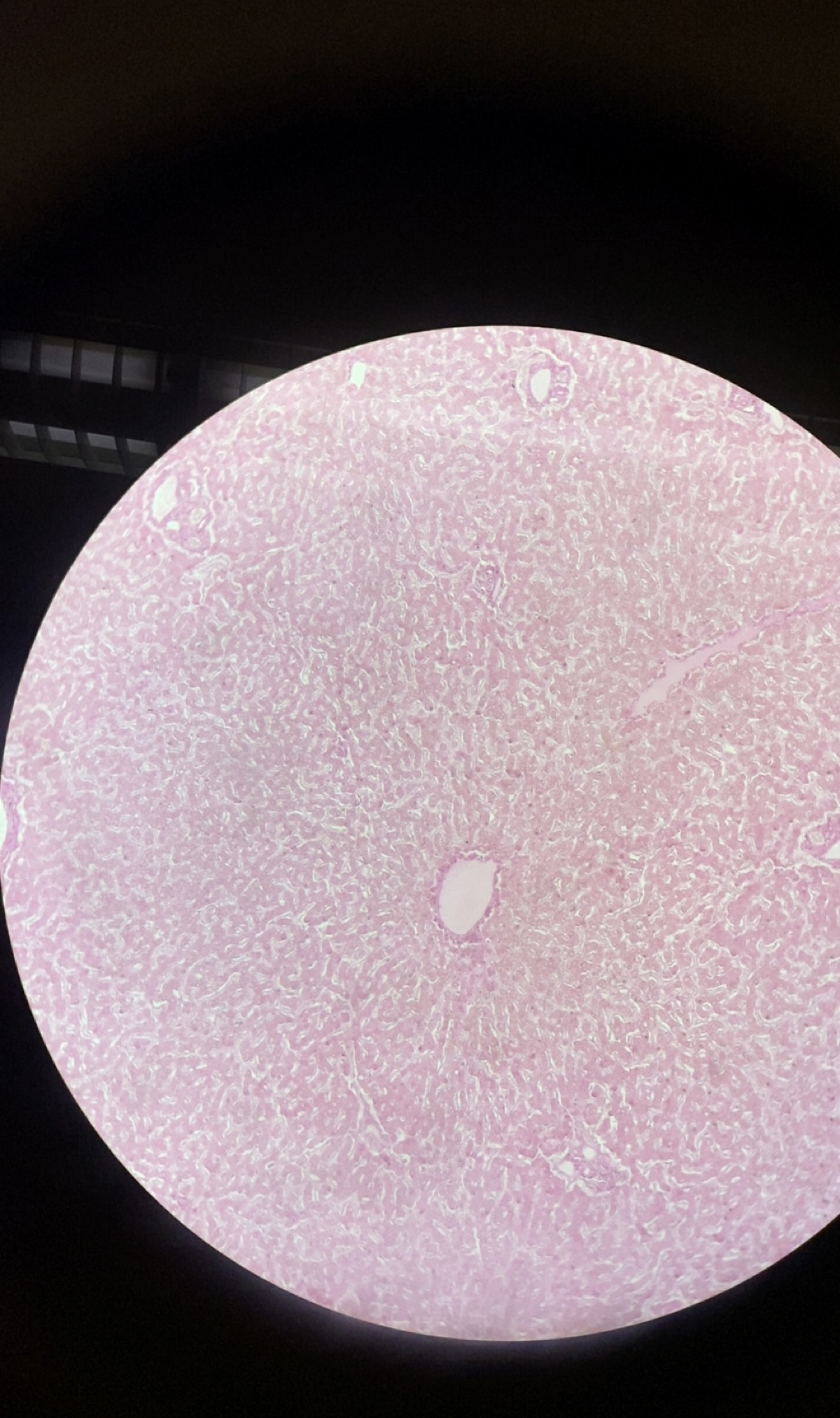 <p>What microscope tissue is this?</p>