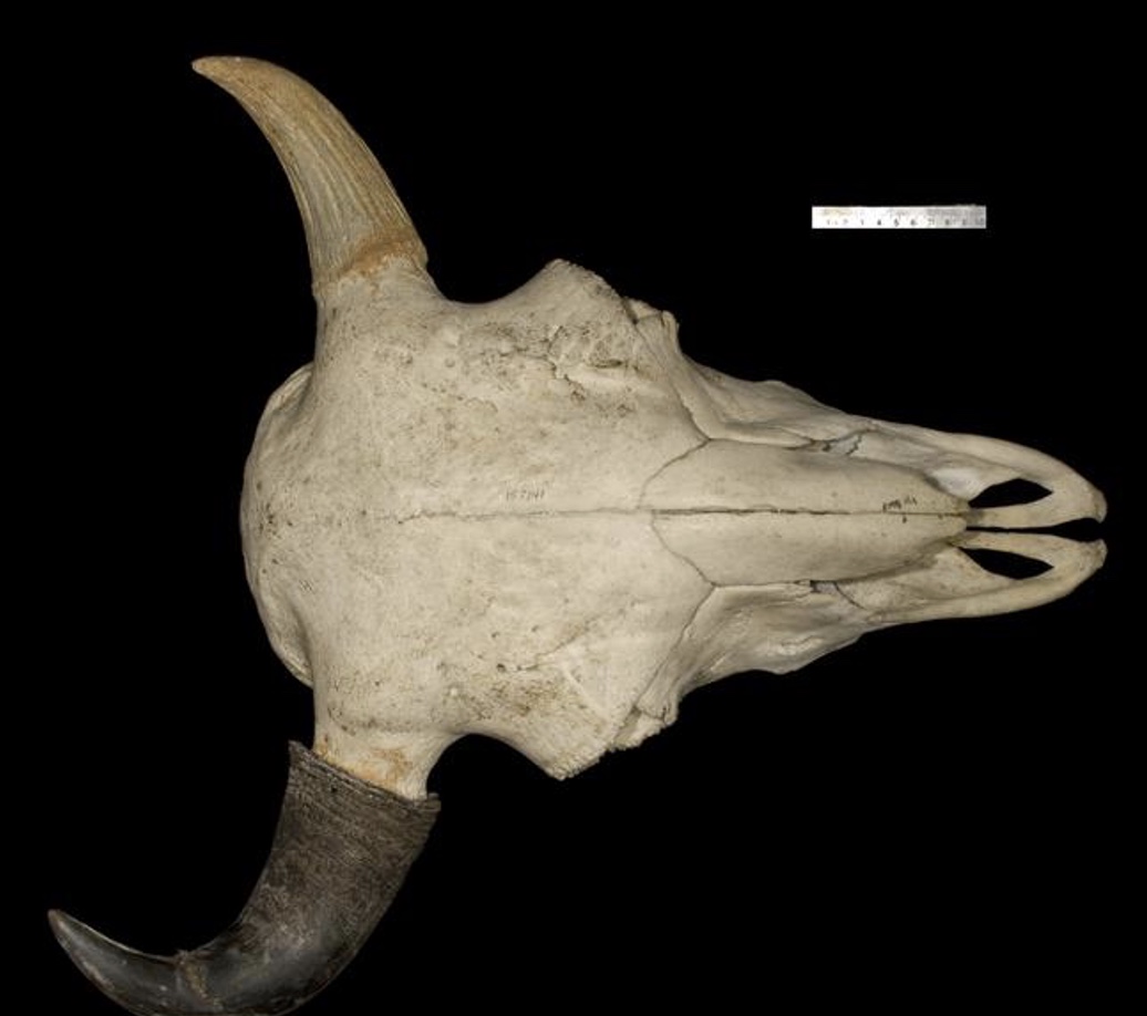 <p>Genus species?</p>