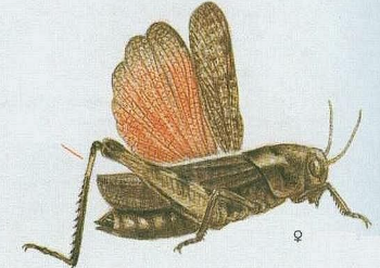 term image