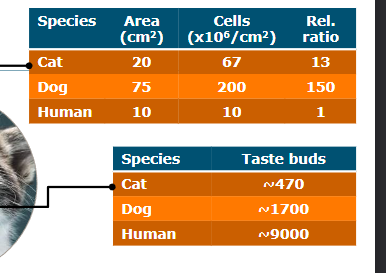 <p>On the hunt: wolves rely more on smell, cats more on hearing</p><p>HACCP in dogs and cats: taste freshness of prey</p><ul><li><p>protein/amino aicids, nucleotides, ATP/ADP/AMP</p></li></ul><p>Limited ability to taste NaCl → natural sodium content of the prey they consume</p><p>Cats lack a functioning Tas1r2 receptor and cannot taste sweet stimuli</p><p>Cats have a relative ratio of 13, dogs 150 and human 1 for smell</p><p>Cats have less taste buds than dog, dog less than human</p>