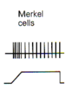 <p>continue to respond to continuous stimulus</p>