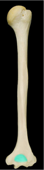 <p>a large indentation on the posterior surface of the distal humerus</p>