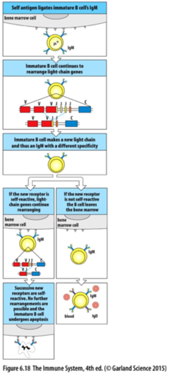 <p>contribute to self tolerance</p><p>1) self-reactive B cells reduce IgM BCR levels and maintain expression of RAG proteins</p><p>2) light chain is rearranged again to make a new BCR. This leads to two outcomes: New BCR is NOT self-reactive- B cell will develop further, New BCR is self-reactive- rearrangement keeps going until the B cell runs out of attempts</p><p>3) Clonal deletion</p>
