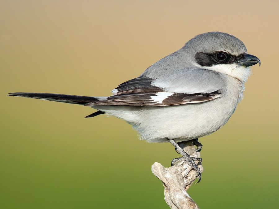 <p>Loggerhead Shrike</p>