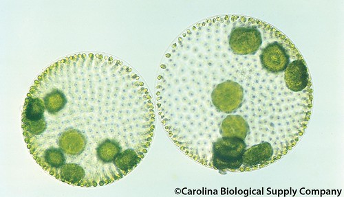 Green algae
Thought to share a common ancestor with land plants
Volvox (circles) and Ulva (thin film)