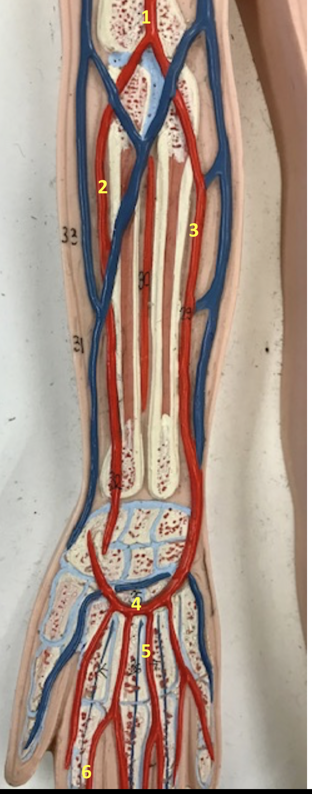 <p>Identify blood vessel 3</p>