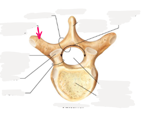 <p>name this bone or bone marking</p>