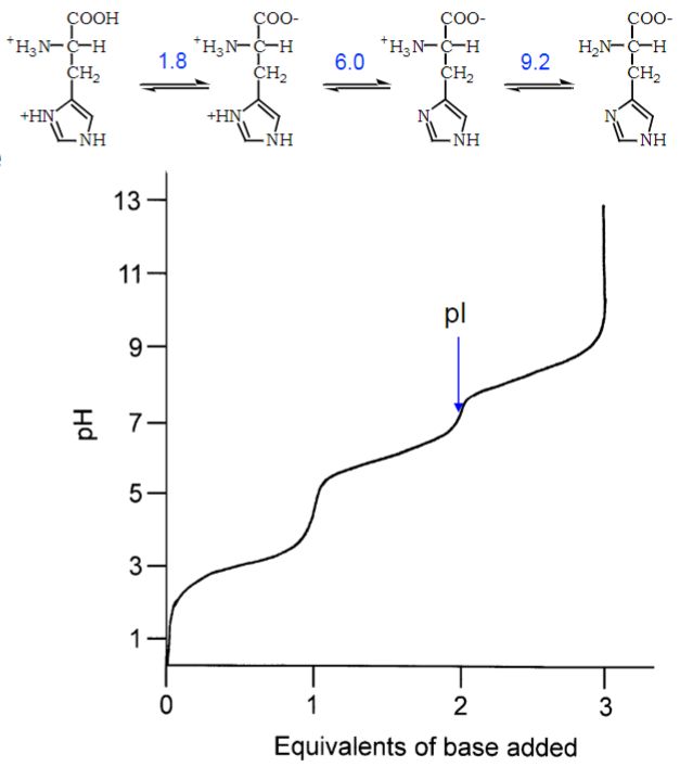 * His has 3 func groups that can be protonated/deprotonated
* 3 buffering regions exist around 3 pKa values
* isoelectric point (pl) is pH when charge of molecule is zero