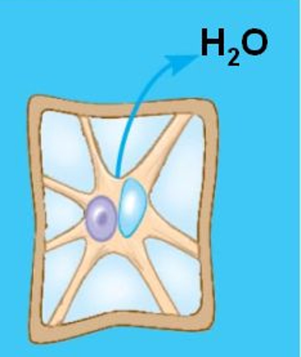 <p>plasmolysis (lethal)</p><p>- mem pulls away from wall; cells lose water</p>