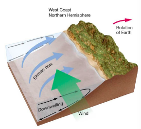 * Ekman transport moves surface seawater toward shore.
* Water piles up, moves downward in water column
* Lack of marine life