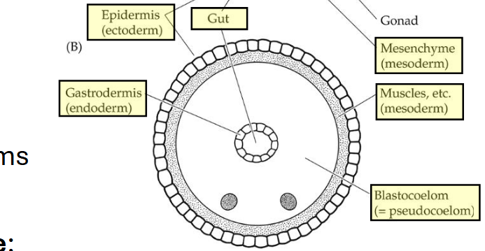 <ul><li><p>Fluid-filled body cavity (psuedocoel)</p><ul><li><p>Not fully lined by mesodermal tissue</p></li><li><p>Internal organs float freely</p></li></ul></li></ul><p></p>