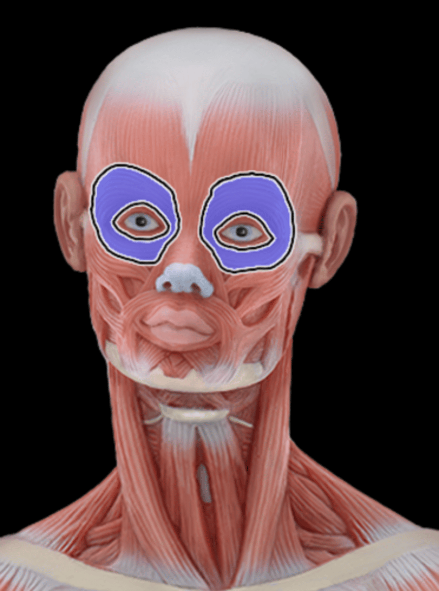 <p>What Muscle Is Highlighted?</p>