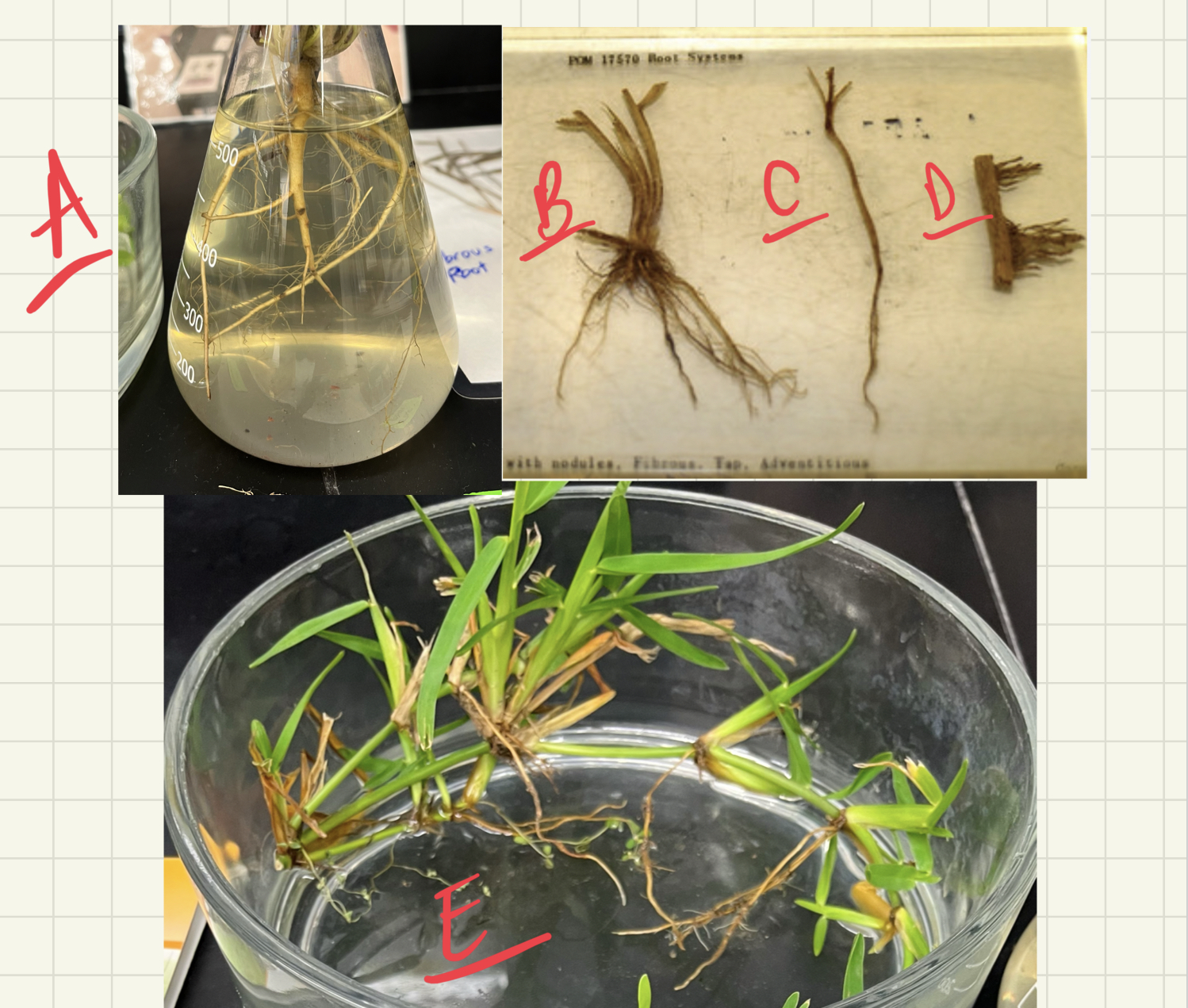 <p>label type of root</p>