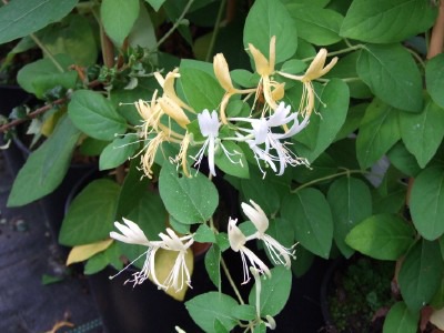 <p>Japanese Honeysuckle (Caprifoliaceae)</p>