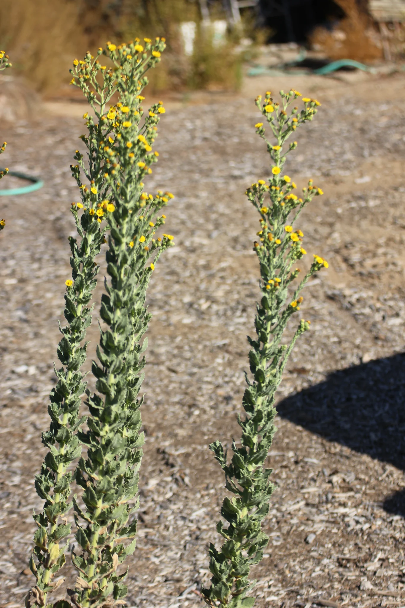 <p>Telegraph weed</p>
