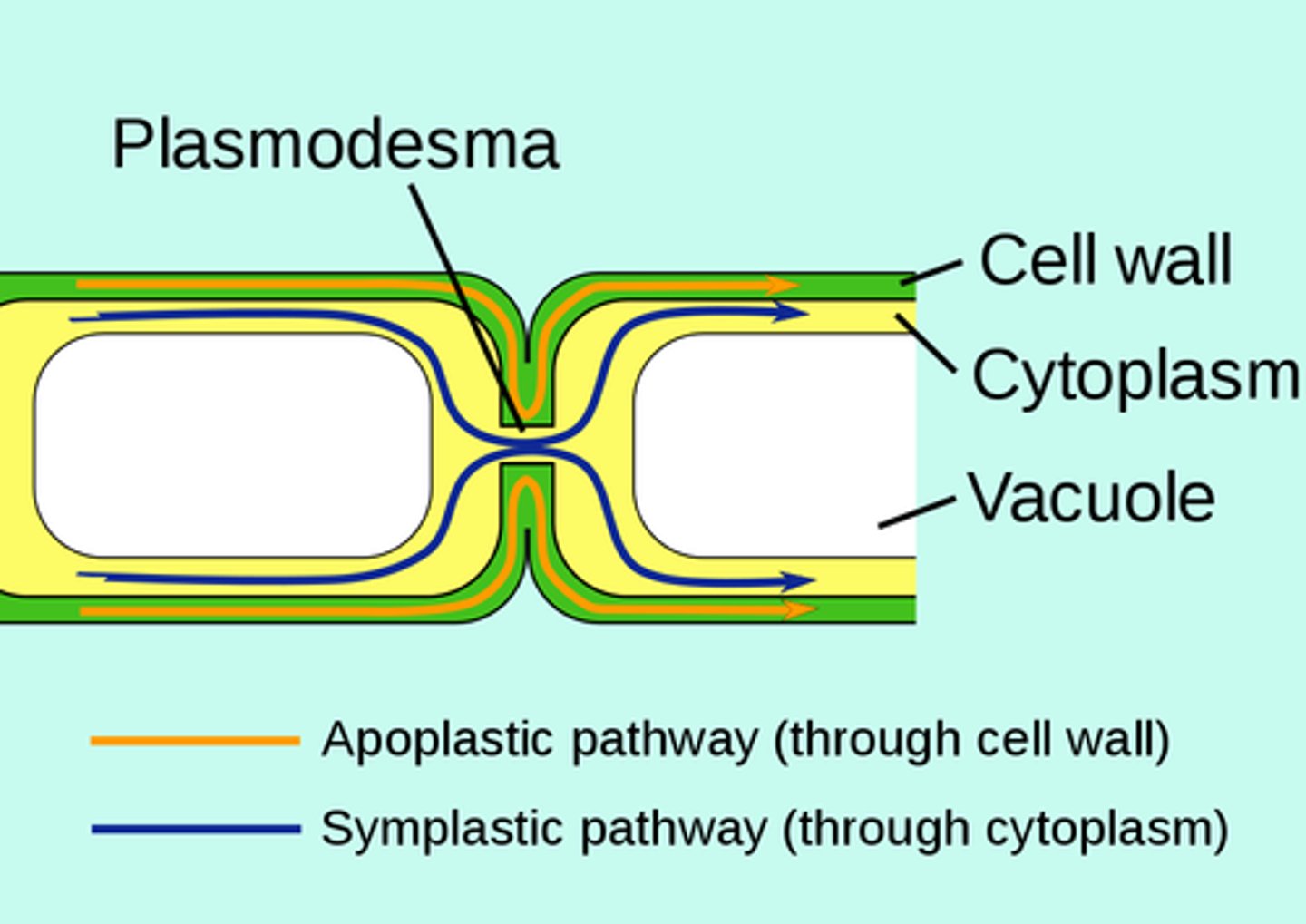<p>plasmodesmata</p>
