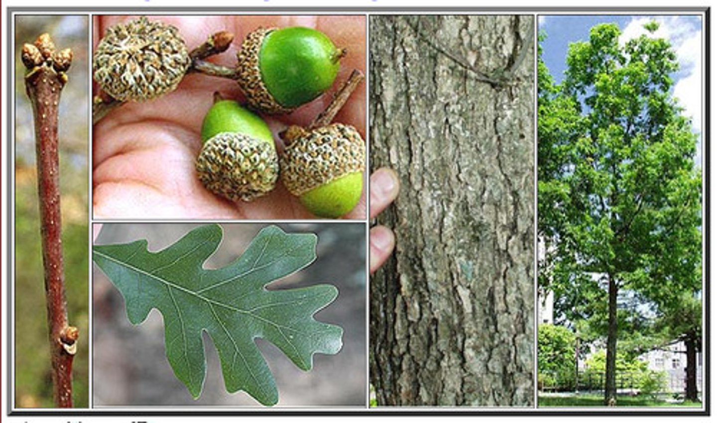 <p>A large deciduous tree with a large canopy and light gray bark. Oak-shaped leaves with rounded ends.</p>