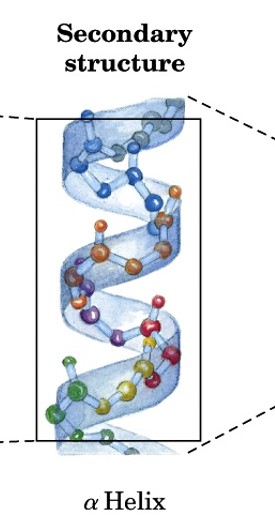 <p>structure of polypeptide or protein resulting from H-bond interactions between peptide groups relatively close to each other</p><ul><li><p>can be on same or different polypeptide chain</p></li><li><p>major structures: alpha helices &amp; beta strands (and sheets)</p></li></ul><p></p>