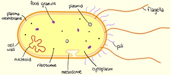 <p>PROKARYOTIC CELL STRUCTURE.</p>
