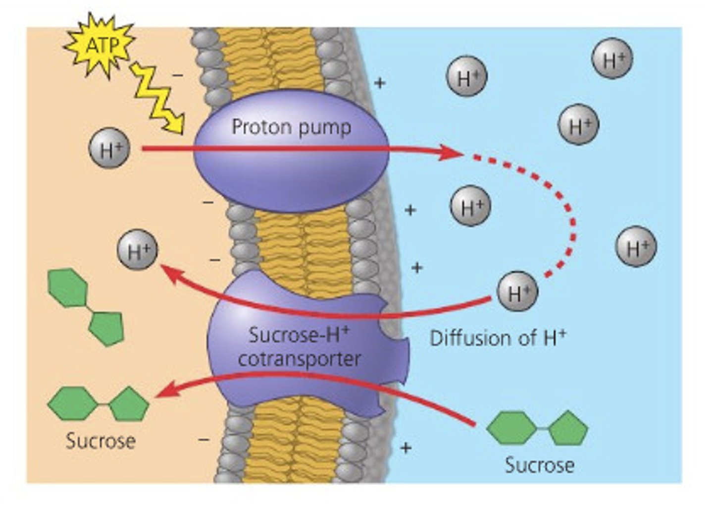 <p>occurs when the passive transport of a solute provides energy for the active transport of other substances</p>