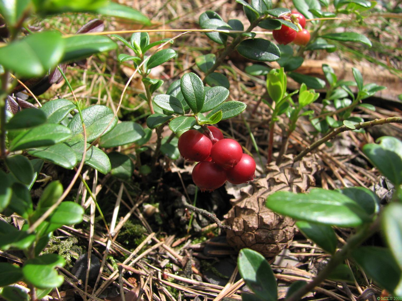 <p><span>brusinka obecná</span></p>