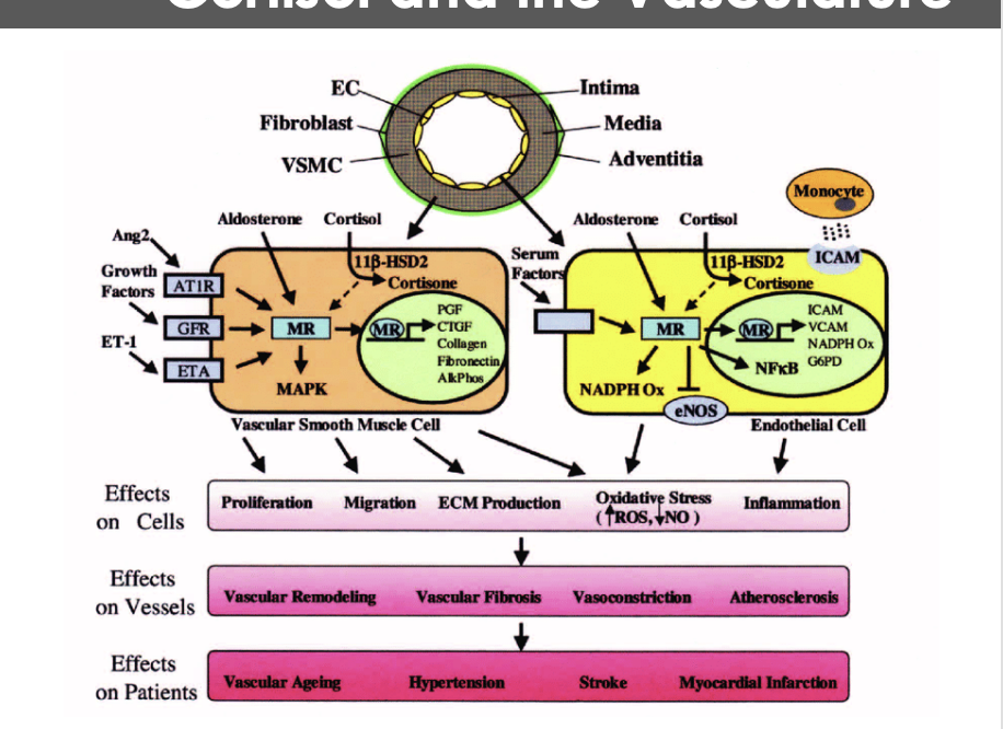 <p>Understanding the diagram: What are some of ehe affects on cortosol in the vasculature- cells, vseesels, and patietns </p>