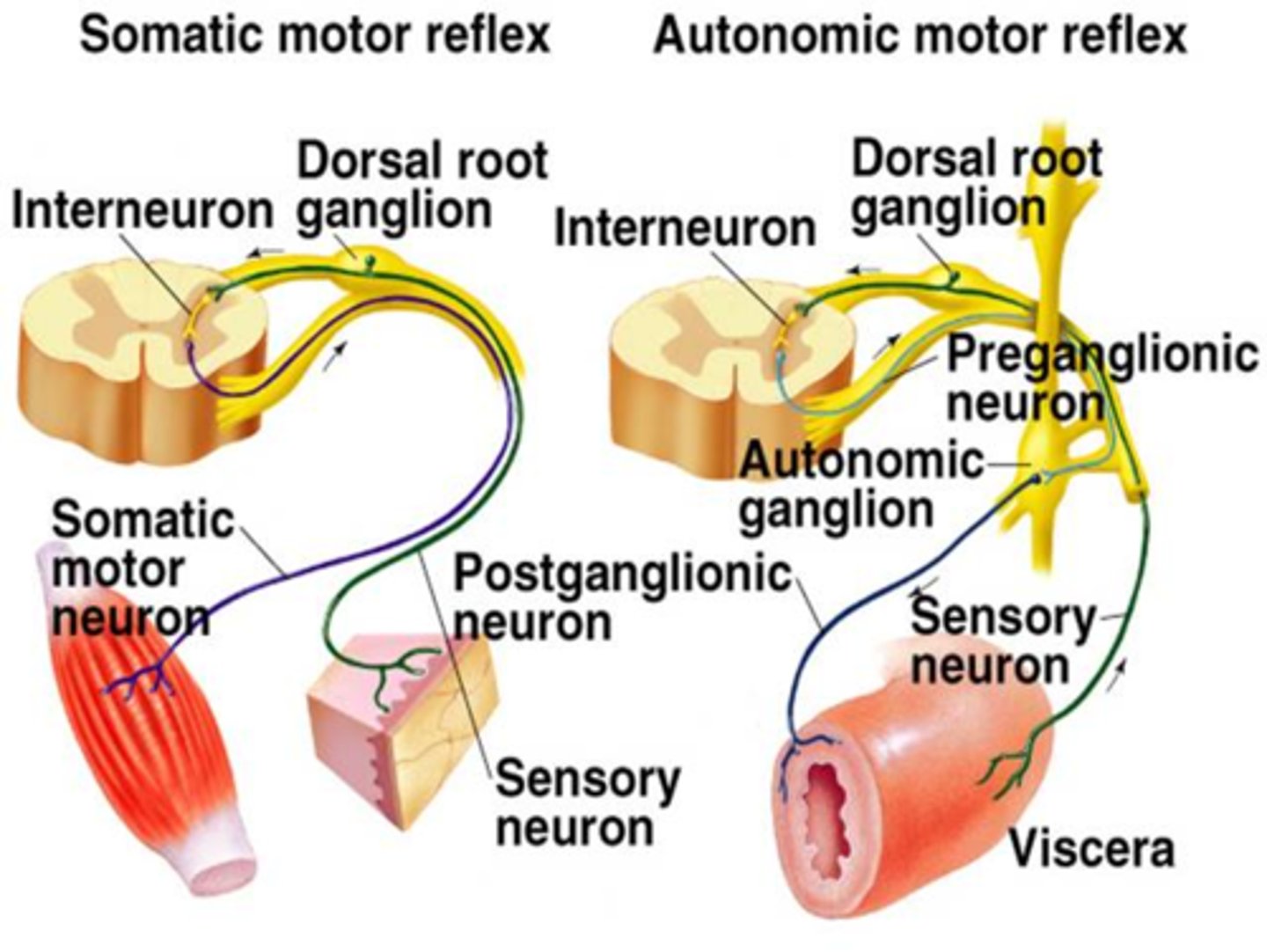 <p>The peripheral component of the autonomic nervous system contains two neurons in series. This is the primary difference between the somatic and autonomic nervous systems.</p>