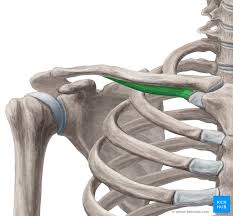 <p>subclavius inserts at..</p><p></p>