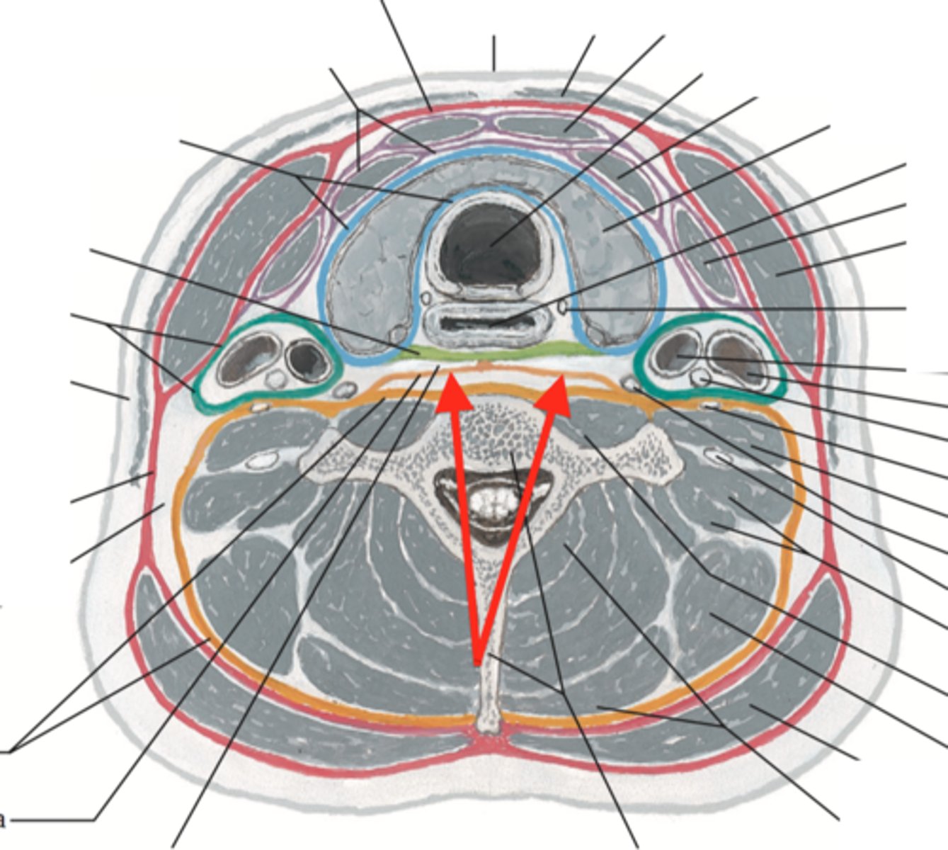 <p>The alar fascia (thin layer of fascia) of the deeps fascia extends from cranial base to root of neck and attaches at what?</p>