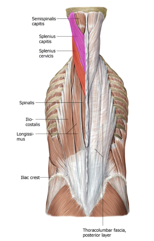 __**Action:**__

* Cervicis: Laterally flex neck (red)
* Capitis: Rotate + extend head (pink)

\
__**nerve:**__

* Posterior rami of spinal nerve