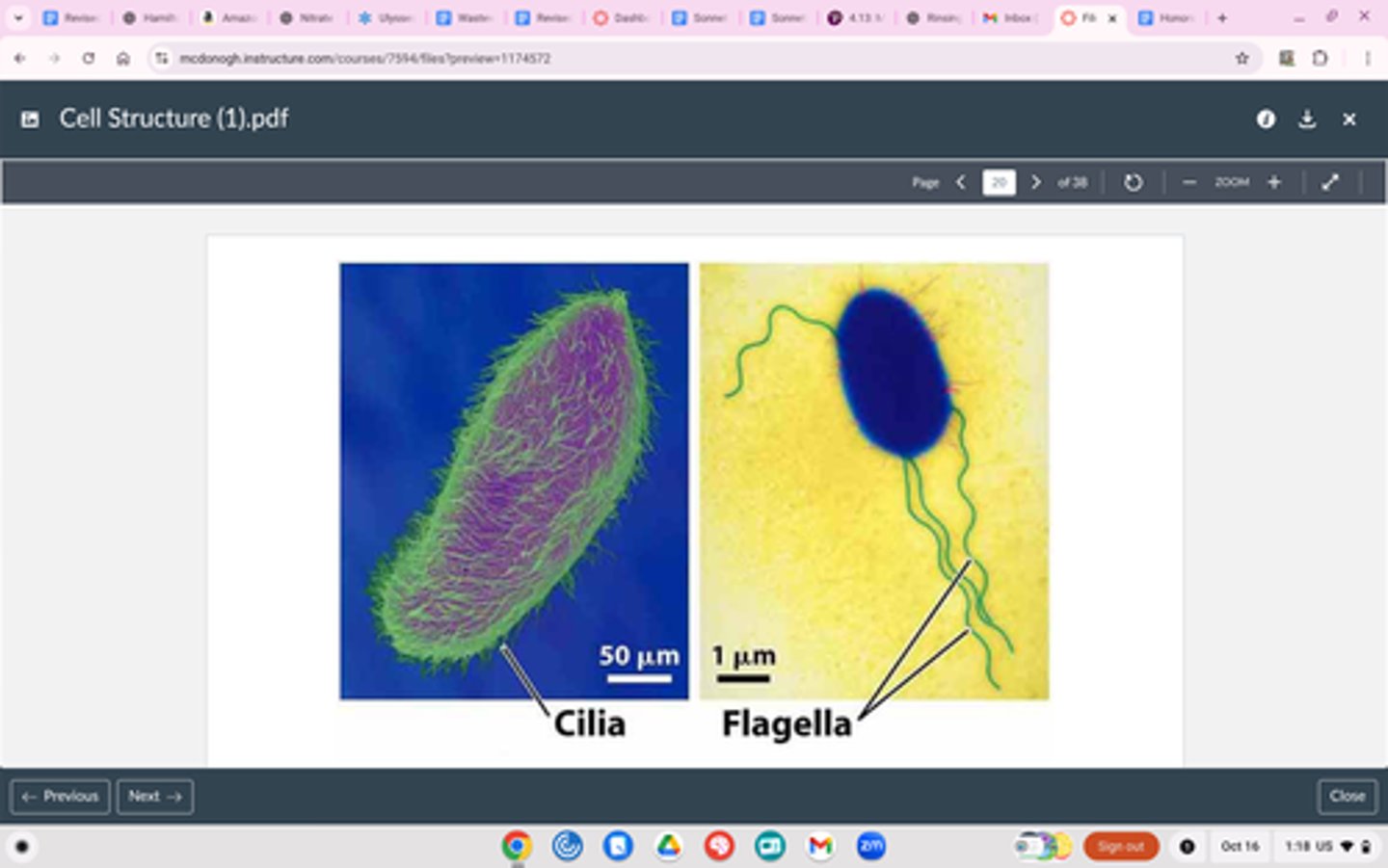 <p>Structure</p><p>Cilia: shorter, more numerous, hair like structures</p><p>Flagella: longer and fewer tail-like structures (1-3)</p><p>Outside cell surface (both)</p><p>Function</p><p>Cilia: Move fluid across cell surface</p><p>Flagella: Move entire cell</p>