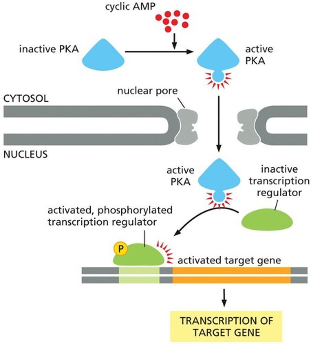 <p>Cyclic AMP acts as a second messenger that can activate enzymes and turn on genes.</p>