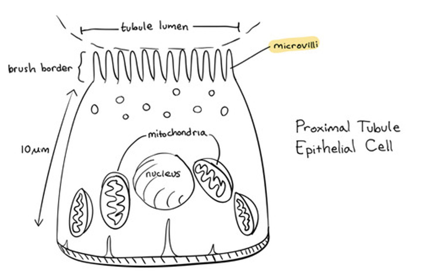 <p>Reabsorption</p>