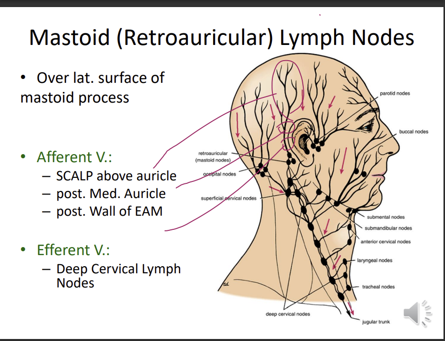 <p>retroauricular</p><p>over the lateral surface of the mastoid process</p><p>afferent vessel: </p><p>scalp above the auricle </p><p>posterior medial auricle </p><p>posterior wall of the external auditory meatus</p><p>efferent vessel:</p><p>deep cervical lymph nodes</p><p></p><p>auricle - ear</p>