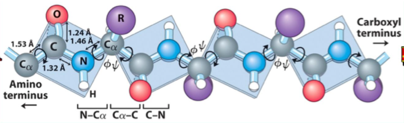 <p>Partial <strong>double-bond character</strong>, making it <strong>planar</strong>.</p>