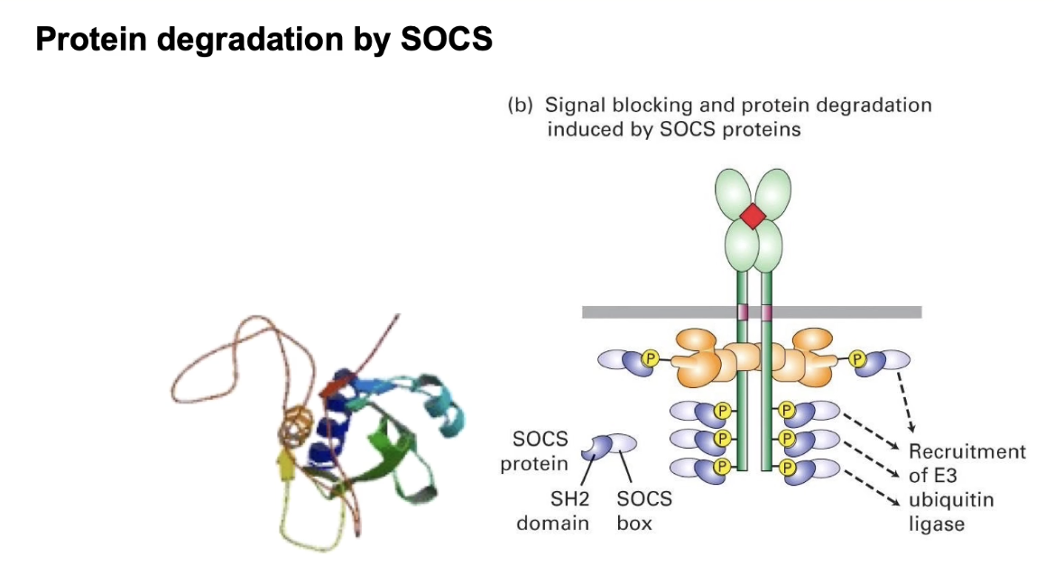 <ul><li><p><strong>SOCS Protein (Suppressor of Cytokine Signaling)</strong>:</p><ul><li><p>Binds phosphorylated docking sites via <strong>SH2 domain</strong></p></li><li><p>Expressed in response to <strong>high O2</strong> levels</p></li><li><p><strong>Blocks STAT binding</strong></p></li><li><p>Acts as an <strong>E3 ubiquitin ligase</strong>:</p><ul><li><p>Targets <strong>JAK kinase</strong> for <strong>ubiquitination</strong></p></li><li><p>Leads to <strong>proteasomal degradation</strong> of JAK</p></li><li><p><strong>Long-term shutdown</strong> (JAK must be re-synthesized to reactivate)</p></li></ul></li></ul></li><li><p><strong>Gene Expression Regulation</strong>:</p><ul><li><p><strong>SOCS is upregulated</strong> when <strong>oxygen levels are high</strong></p></li><li><p>Acts as a <strong>negative feedback loop</strong> to stop red blood cell production</p></li></ul></li><li><p><strong>Mutations in EpoR gene</strong>:</p><ul><li><p><strong>Truncated receptors</strong> → shorter docking sites</p></li><li><p>Decreased sensitivity to <strong>SHP1</strong> and <strong>SOCS</strong></p></li><li><p>Results in <strong>elevated hematocrit</strong> (mimics Epo doping)</p></li><li><p>Seen naturally in some individuals (not doping)</p></li></ul></li><li><p><strong>Receptor recycling</strong>:</p><ul><li><p><strong>Endocytosis</strong> removes receptor from surface</p></li><li><p><strong>Ligand (Epo)</strong> dissociates → signal ends</p></li><li><p>Receptor may be <strong>recycled</strong> but won’t be reactivated unless <strong>Epo is present</strong></p></li></ul></li></ul><p></p>