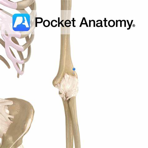 <p>Elbow joints (radius)</p>