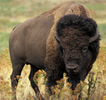 <p>large bodied, massive heads and shoulder, horns in both sexes</p>