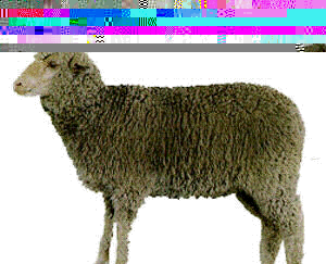 <p>Debouillet</p>