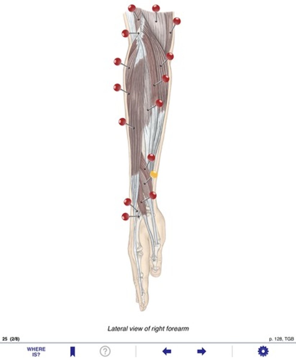 <p>Name the muscle at the yellow pin</p>