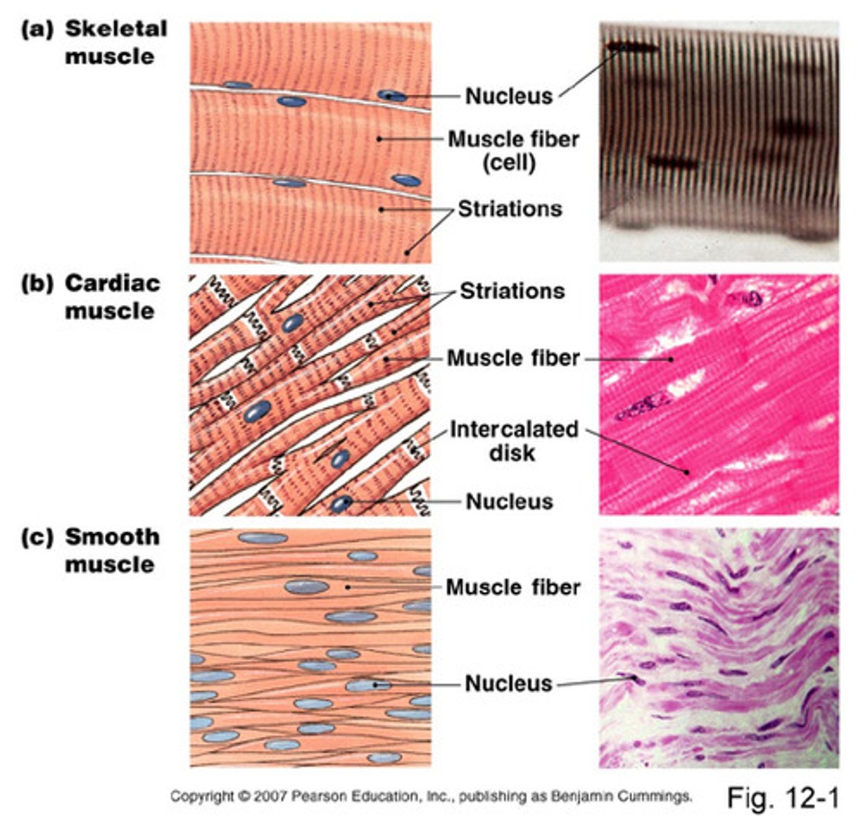 <p>There are three types of muscle tissue skeletal, cardiac and smooth</p>