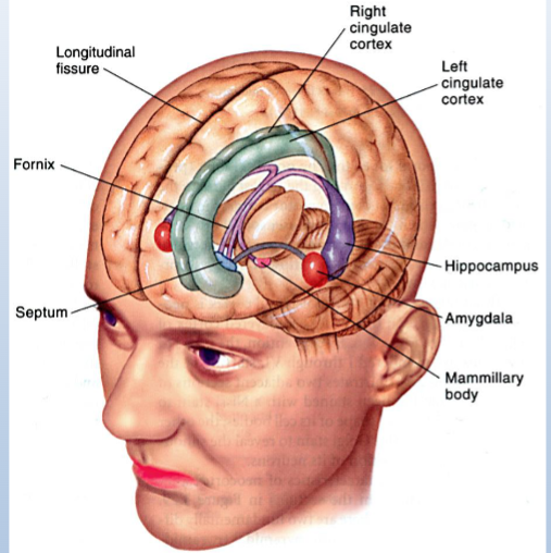 <p><span>• Involved in memory</span><br><span>consolidation and provide</span><br><span>the organism’s context</span></p>