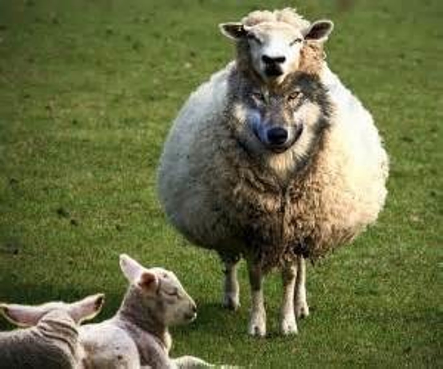 <p>the act of deceiving</p>